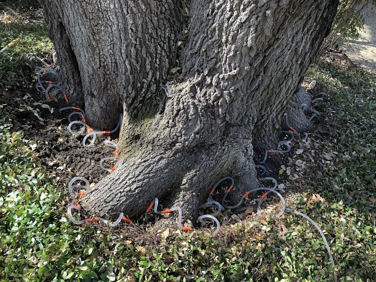 Detailed Tree Cabling and Bracing job site in Warner Springs