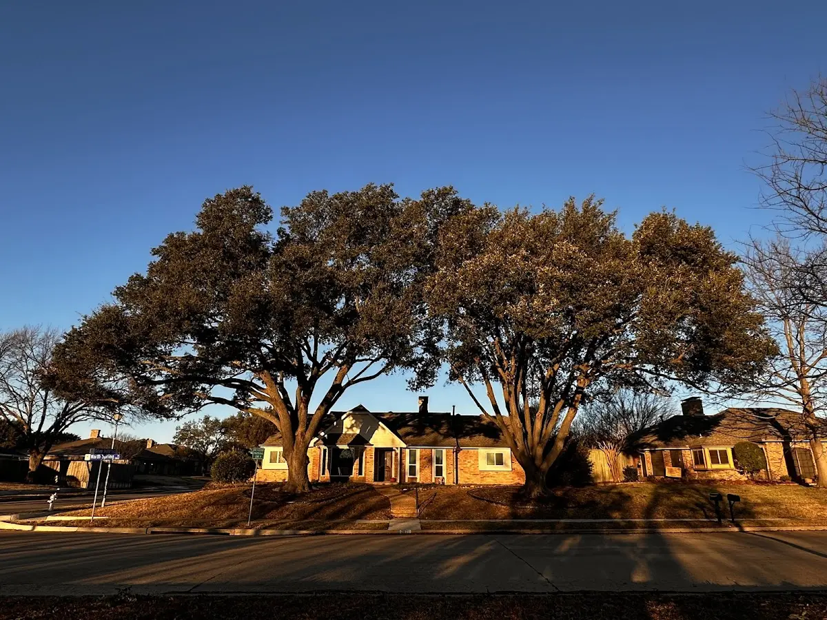 Established residential canopy tree shading a home in Warner Springs